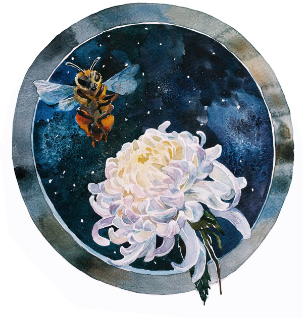 Пчела и хризантема